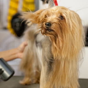 Give your dog a blow dry